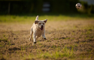 Junger heller Labrador beim Spielen mit einem Ball auf einem Stoppelfeld