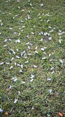 Bullets used in target shooting ranges