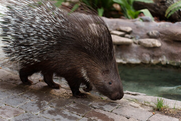 close-up of a porcupine near a lake