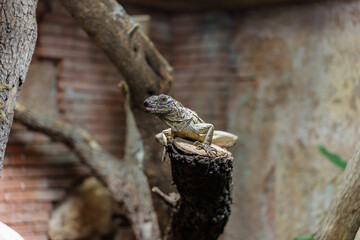 lizard on top of a tree trunk