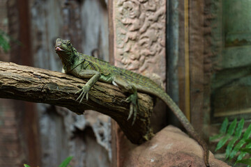 Green lizard perched on a tree trunk sticking out its tongue