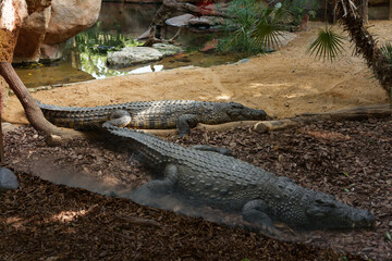 two alligators at a zoo
