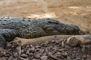 close-up of an alligator resting on the sand