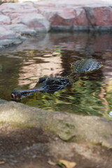 alligator poking its head out of the water in a river