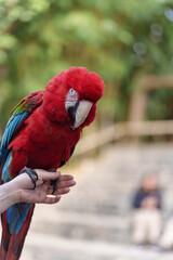Parrot from the macaw family perched on the hand of a keeper.