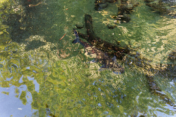 greenish but transparent shallow pond water, with a few fish swimming in it