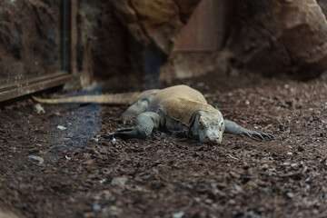 Close-up shot of a Komodo dragon in a zoo