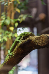 lizard perched on a tree trunk