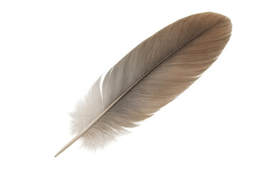 Single brown and white bird feather isolated on transparent background, ideal for graphic design projects
