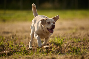 Junger heller Labrador beim Spielen und Rennen auf einem Stoppelfeld