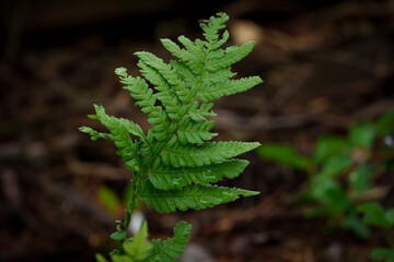 A single fern leaf soaked in the morning dew on a summer day.