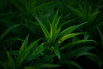 A canadian fleabane in a summer sunshine with green background.