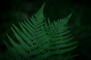 A close up of big fern leaves in a dark green setting.