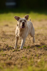 Junger heller Labrador beim Spielen und Rennen auf einem Stoppelfeld