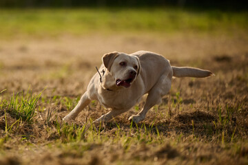 Junger heller Labrador beim Spielen und Rennen auf einem Stoppelfeld