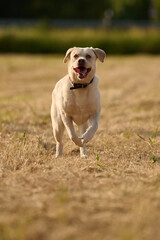Junger heller Labrador beim Spielen und Rennen auf einem Stoppelfeld