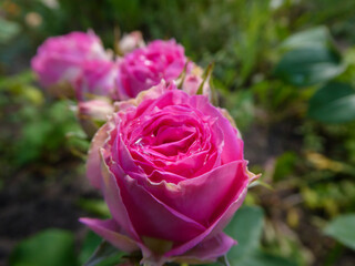 Vibrant pink rose in full bloom with delicate dewdrops.