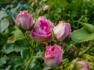 Beautiful cluster of pink rosebuds and a blossoming flower in a garden
