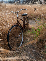 Rusted Bicycle Abandoned in Overgrown Field