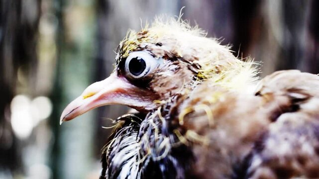 Close-up of a baby pigeon (Columba livia domestica) resting quietly in a nest. The soft feathers and gentle movement highlight early life in the bird&rsquo;s natural development cycle.