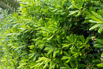 Close-up of lush green hedge with rain droplets after summer shower. Botanical freshness, natural...