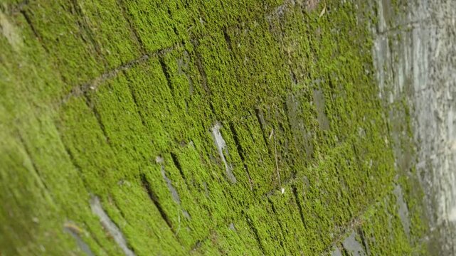 Vibrant green moss covering an old stone wall surface.