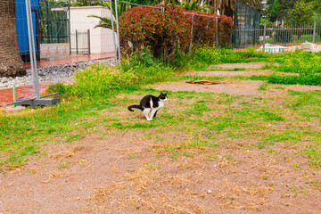 Black and white cat defecating on a grassy area in an urban park. Animal behavior, everyday street...