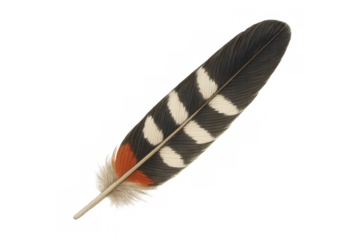 Vibrant hoopoe feather displaying black, white, orange striped pattern, transparent backdrop perfect for design work