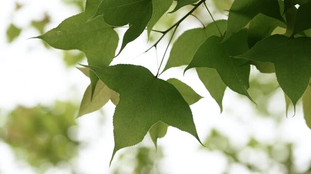 Sunlit green maple leaves on a branch stretching against a bright background.