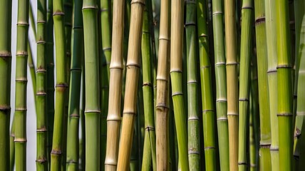 Fototapeta premium Background Abstract Close-Up of Linear Bamboo Stalks, Natural Texture