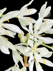 A white Crinum flower in bloom, featuring delicate petals and bright yellow stamens against a solid black background.