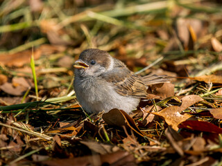 地面を歩くスズメの幼鳥