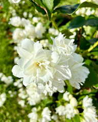 Close up of jasmine flowers among lush green foliage. Philadelphia, Mock Orange. Blooming.