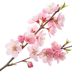 Naklejka premium pink cherry blossom isolated 