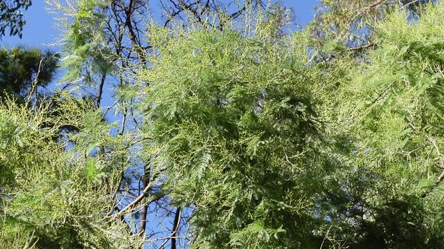 Acacia boormanii commonly called Snowy River Wattle, is a species of flowering plant, bushy shrub with narrowly linear to narrowly lance-shaped grows in woodland Victoria, Australia