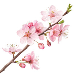 Naklejka premium pink cherry blossom isolated 