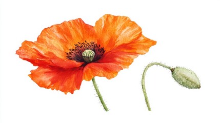 Vibrant red and orange floral illustration on a white background, featuring a watercolor poppy flower painting with delicate petals and stamen detail, classified as botanical art