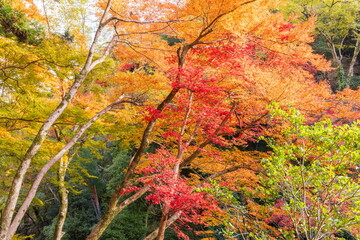 箕面公園の紅葉　大阪府箕面市にて