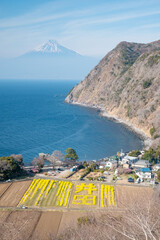 煌めきの丘から望む、井田の菜の花畑と駿河湾と富士山