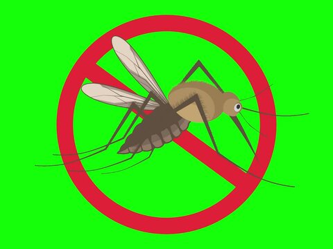 Animation showing a brown mosquito inside a no-entry red sign on green screen.