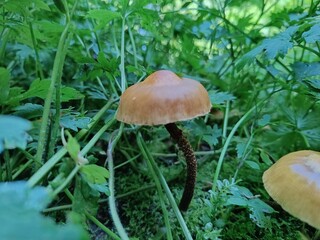 mushroom in the forest