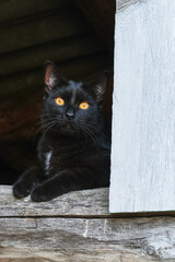 Black Cat with Bright Eyes Sitting in Rustic Wooden Window