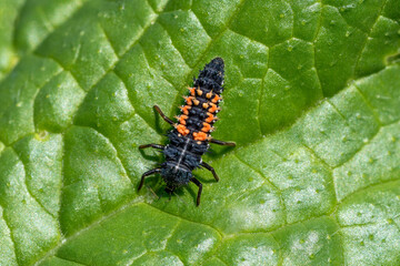 Larva of the Asian lady beetle (Harmonia axyridis) eating  a winged black aphid © Doris Steiner