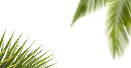 Palm leaf on white background