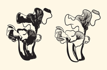 Black and White Oyster Mushroom Illustration