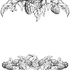Raspberry berries, flower buds, leaves bunch cluster group, hand drawn in vector ink, ripe forest garden dewberry. Isolated square frame for dessert menu, wedding, farmers market, gardening calendar