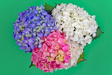 Hortensie x 3