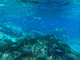 Ocean blue underwater with sunrays, Underwater Sea Deep Water Abstract Sunshine, sea wave , clean...