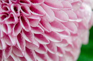 Close up of soft pink chrysanthemum petals in natural light