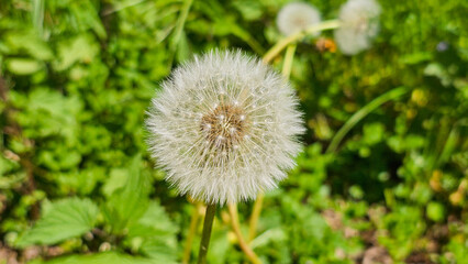 A dandelion is the main focus of the image, with its white petals and green stem